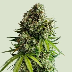 Blue Dream - Customer photo