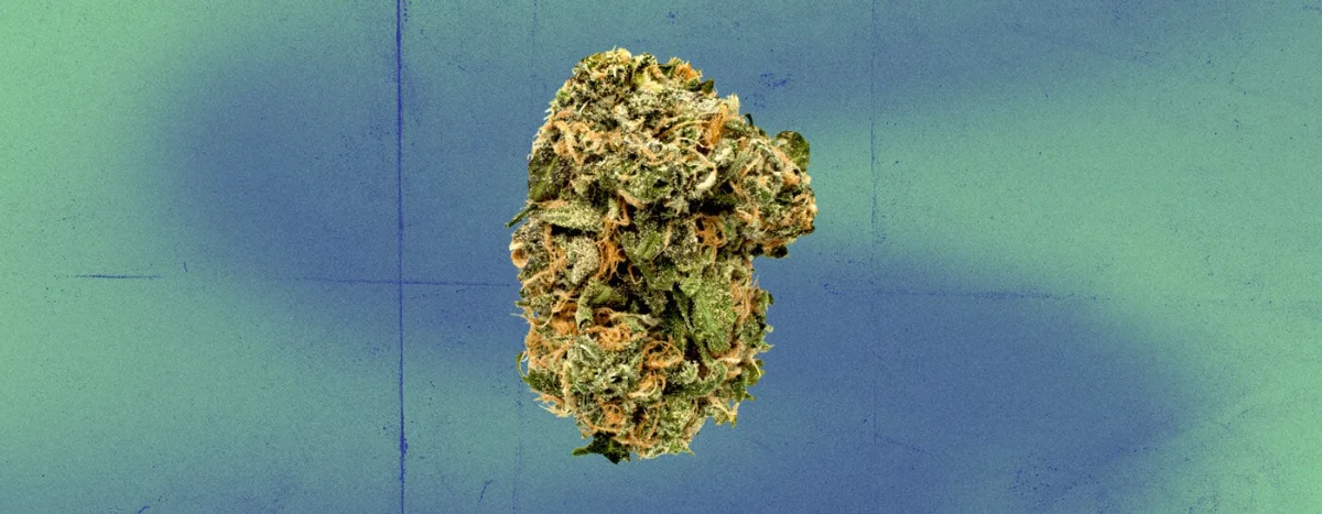 Blue Dream - Customer photo
