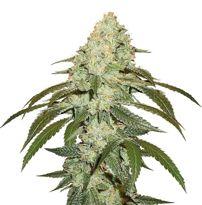 Blue Dream - Customer photo